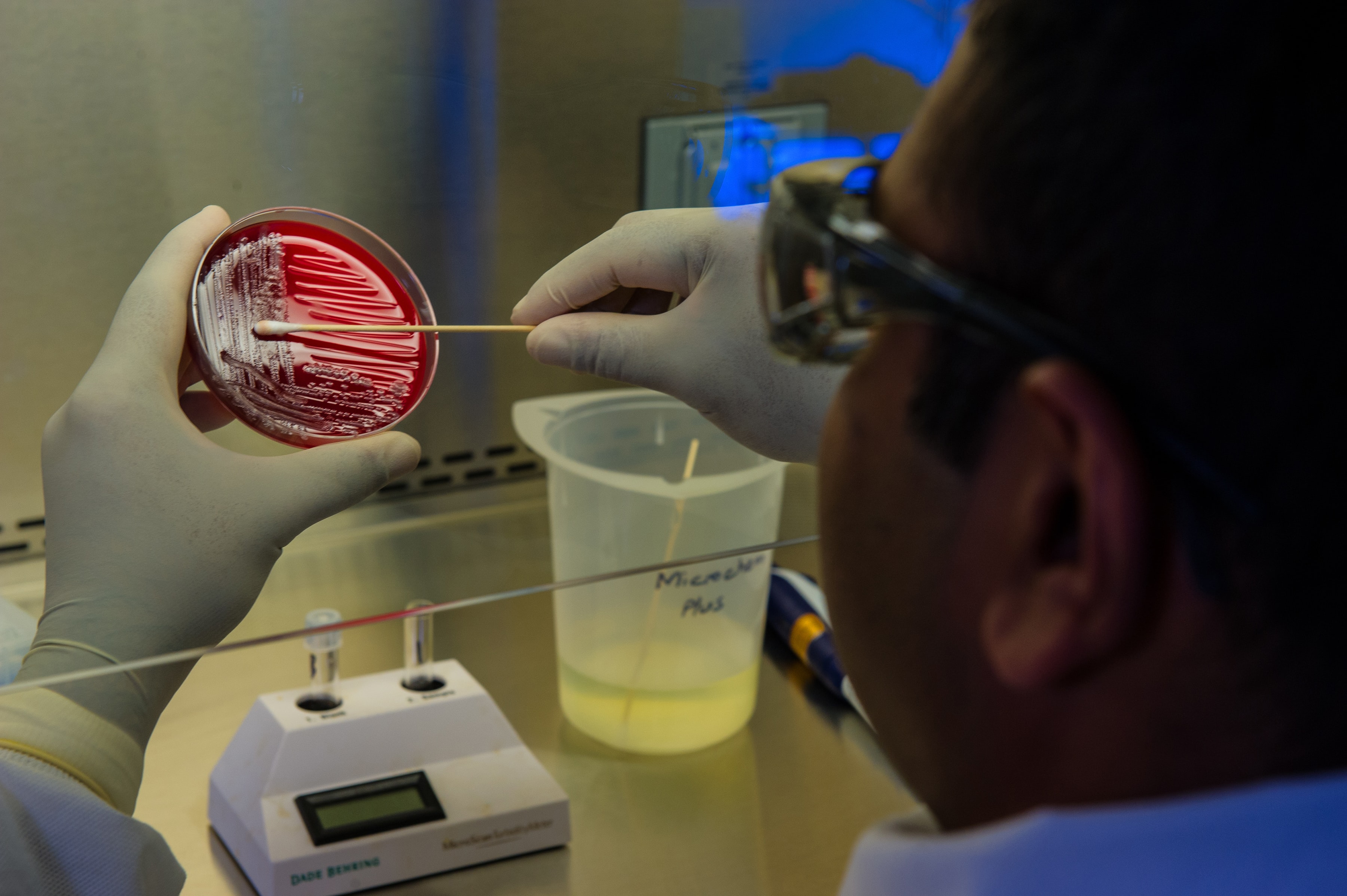 This photograph depicted an Enteric Diseases Laboratory Branch (EDLB) public health scientist, preparing bacteria for a DNA fingerprinting test
