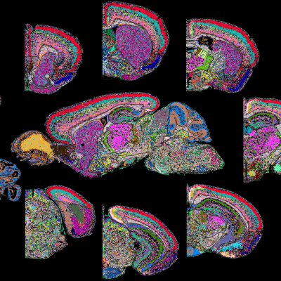 MERFISH whole mouse brain cell