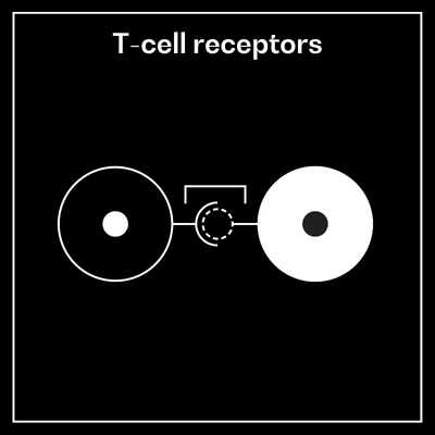 T-cell receptors