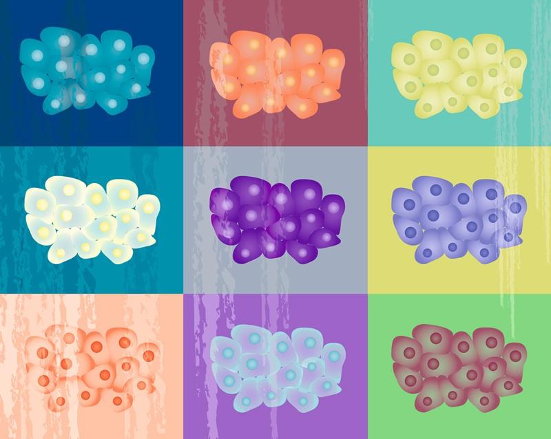 9 colour block illustrations of cells